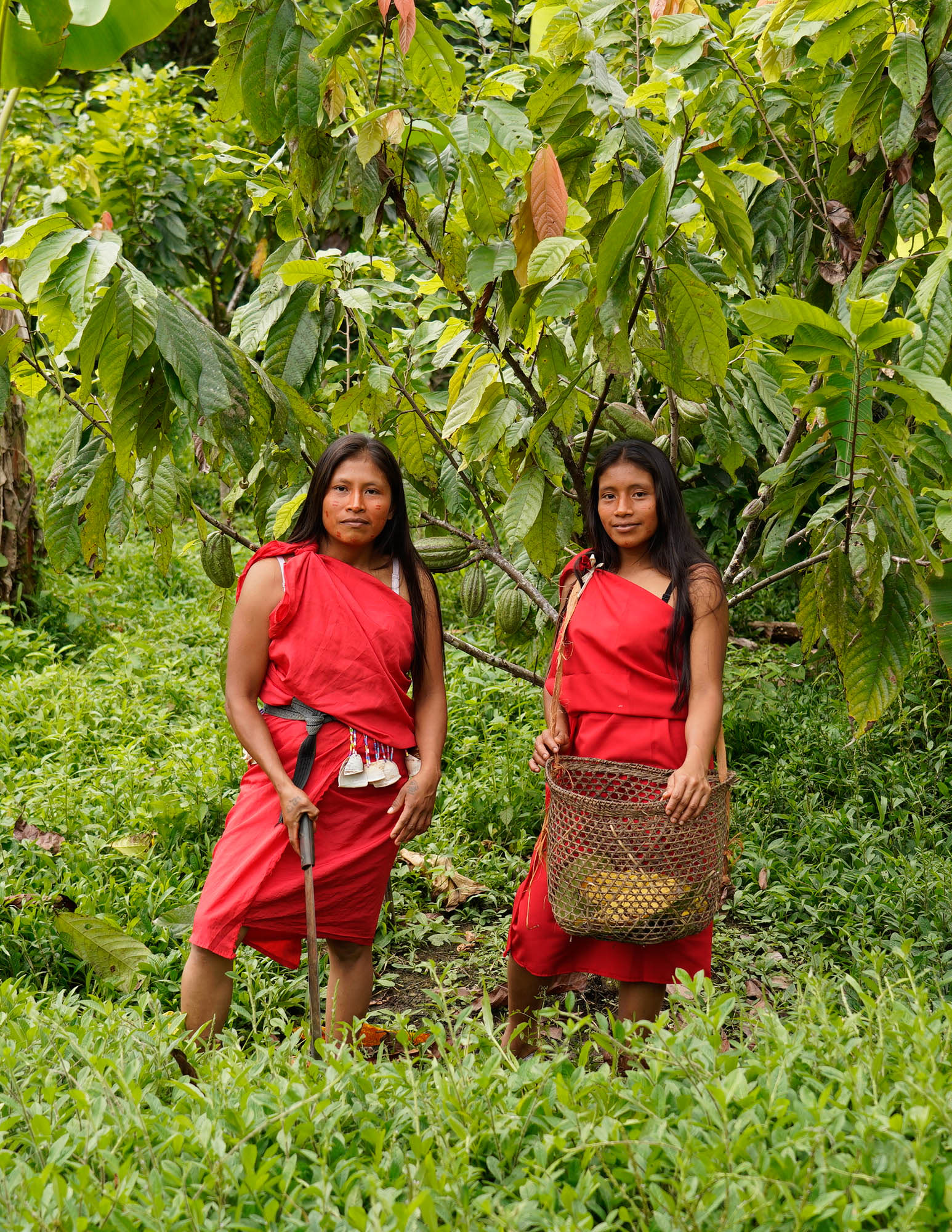 Two Awajún women in red dresses among cacao trees, one carrying a woven basket